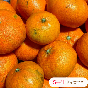 【1月下旬から発送予定】 甘平  家庭用 約2.5 kg Sから4Lサイズ混合 | 柑橘 みかん 蜜柑 果物 くだもの フルーツ おすすめ 国産 高級 人気 お取り寄せ グルメ ギフト 期間限定 数量限定 ご当地 愛媛 松山【RNK012】