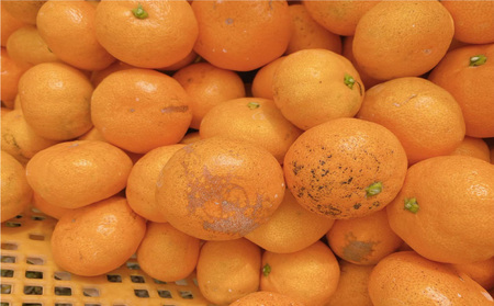 【12月中旬から発送予定】 温州みかん 5kg （ 訳あり ） | みかん 柑橘 訳あり みかん ミカン 柑橘 みかん 柑橘 5kg 愛媛県 松山市【KR009】