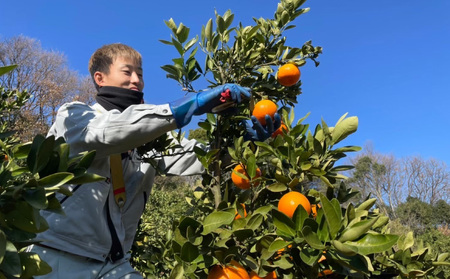 【12月中旬から発送予定】 温州みかん 5kg （ 訳あり ） | みかん 柑橘 訳あり みかん ミカン 柑橘 みかん 柑橘 5kg 愛媛県 松山市【KR009】