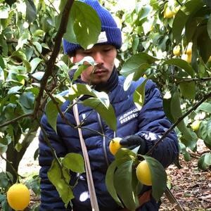 【レモン】もりのしずくれもん イエローレモン 3kg 【HMN004_B】