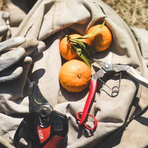 訳あり せとか 家庭用 5kg ｜産地直送 国産 柑橘 期間限定 数量限定 ご当地 愛媛県 松山市【OCF004】