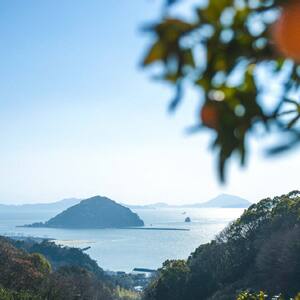 訳あり せとか 家庭用 5kg ｜産地直送 国産 柑橘 期間限定 数量限定 ご当地 愛媛県 松山市【OCF004】