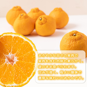  【デコポンと同品種】家庭用 不知火 しらぬい 約5kg デコポン【2月下旬から順次発送】【TNN0032】