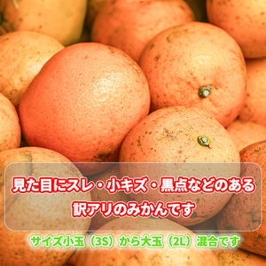 【11月から発送】訳あり 温州みかん 5kg 数量選択可 （ みかん ミカン 蜜柑 南柑20号 みかん 数量限定 みかん 愛媛県産 みかん 松山市 みかん 中島 みかん 温州みかん みかん 蜜柑 温州みかん ミカン みかん 旬 温州みかん ）【NO020】