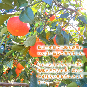 【2026年1月下旬より発送】 ブラッドオレンジ 5kg | 数量選択可 みかん ミカン 蜜柑 柑橘 数量限定 愛媛県産 松山市 中島 低農薬 愛媛 ふるさと納税【NO0281】