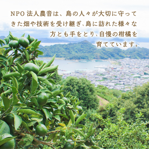 【2月下旬より発送】低農薬栽培清見 2kg | 数量選択可 清見 みかん ミカン 蜜柑 柑橘 数量限定 愛媛県産 松山市 中島 低農薬 愛媛 ふるさと納税 【NO033】