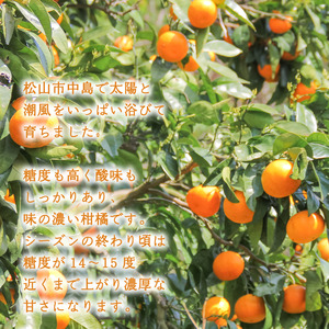 【2026年4月中旬より発送】カラマンダリン 5kg | 数量選択可 みかん ミカン 蜜柑 柑橘 数量限定 愛媛県産 松山市 中島 低農薬 愛媛 ふるさと納税【NO0372】