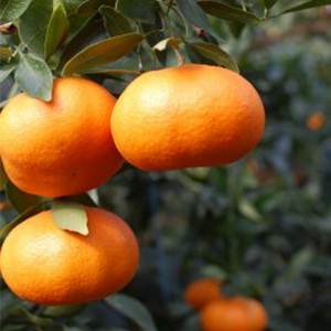 【甘平】【2026年1月下旬から発送】 家庭用 甘平 2.5kg | 愛媛県 松山市【SU0111】