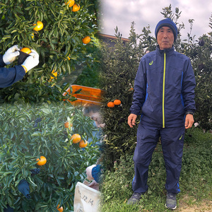 【甘平】【2026年1月下旬から発送】 家庭用 甘平 2.5kg | 愛媛県 松山市【SU0111】