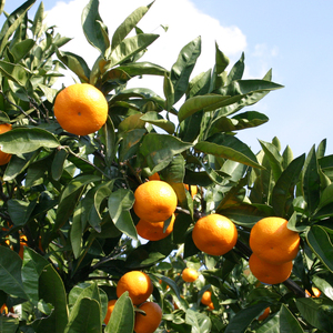 【みかん】 温州みかん 3kg  | 愛媛県松山市【FT103】