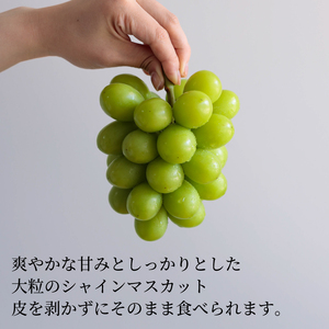 【先行予約 2026年8月下旬から発送】 シャインマスカット 1kg 秀品 | 【シャインマスカット】 【SSK012】