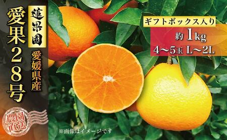 【12月上旬から発送】 愛果28号 ギフトボックス 約1kg ご贈答 A品 秀品（ 愛媛みかん 愛媛ミカン みかん ミカン mikan 蜜柑 フルーツ 果物 くだもの お取り寄せ 産地直送 数量限定 人気 おすすめ 愛媛 松山 ）【RNK014】