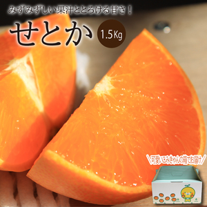 【2025年2月中旬～3月中旬頃発送予定】 せとか 1.5kg（M～3L）｜ 先行予約 せとか セトカ ｾﾄｶ せとか 柑橘 せとか 取り寄せ せとか 甘いみかん せとか ギフト 高級みかん 高級柑橘 せとか 愛媛県産 せとか ミカン みかん ミカン mikan 蜜柑 柑橘 フルーツ 果物 くだもの お取り寄せ 産地直送 数量限定 人気 おすすめ 送料無料 贈答 愛媛県 松山市 【SSK015】
