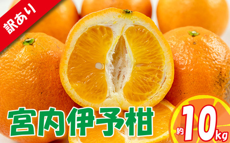 訳あり 宮内伊予柑 約10kg 【2026年1月下旬から順次発送】 訳あり みかん 訳あり柑橘 訳あり商品 伊予柑 いよかん みかん 宮内いよかん 柑橘  松山 愛媛県 【VEG064】