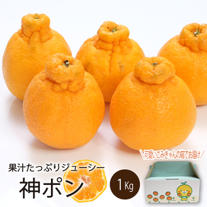 【先行予約】【2026年3月中旬～5月中旬頃順次発送】  神ポン(デコポンと同品種) 1kg｜ 神ポン デコポン と同品種 不知火 柑橘 取り寄せ 甘いみかん 春のみかん ギフト 愛媛県産 ミカン みかん mikan 蜜柑 フルーツ 果物 くだもの お取り寄せ 産地直送 数量限定 人気 おすすめ 送料無料 贈答 愛媛県 松山市【SSK016】