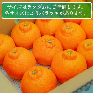 【デコポンと同品種】 家庭用 不知火（しらぬい）3kg デコポン【2026年2月～3月発送】【MCF0161】