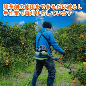【デコポンと同品種】 家庭用 不知火（しらぬい）3kg デコポン【2026年2月～3月発送】【MCF0161】