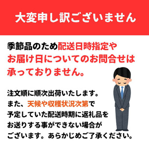 【先行予約】 津和地新玉ねぎ 3kg【津和地ブランド玉ねぎ】| 玉ねぎ玉ねぎ玉ねぎ玉ねぎ玉ねぎ玉ねぎ 【YMN001】