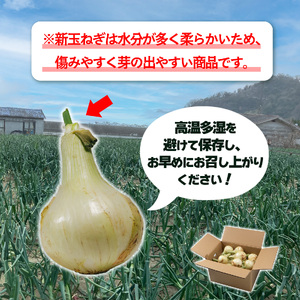 【先行予約】 津和地新玉ねぎ 5kg【津和地ブランド玉ねぎ】 | 玉ねぎ 玉ねぎ 玉ねぎ 玉ねぎ 玉ねぎ たまねぎ たまねぎ たまねぎ【YMN002】