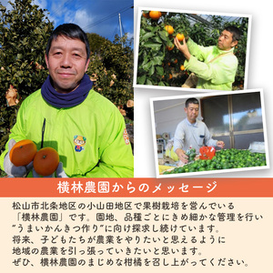 媛小春 2.5kg 家庭用 | みかん みかん みかん みかん みかん【YBN001】