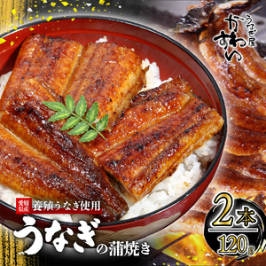 【うなぎ】〈うなぎ屋かわすい〉愛媛県松山市養殖うなぎを使用！うなぎ蒲焼 2本 (1尾：120～149g)   【KWS002】