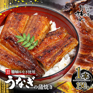 【うなぎ】〈うなぎ屋かわすい〉愛媛県松山市養殖うなぎを使用！うなぎ蒲焼 1本 (1尾：150～169g)   【KWS00601】