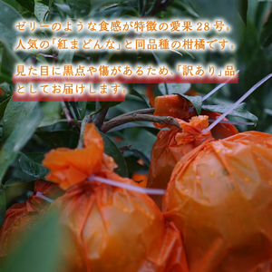 【紅まどんな と同品種】訳あり 愛果28号 家庭用 2kg | まどんな【NO0571】