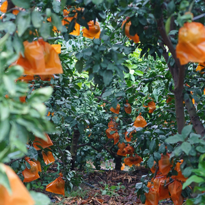 【紅まどんな と同品種】訳あり 愛果28号 家庭用 2kg | まどんな【NO0571】