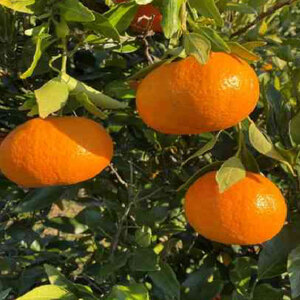 【2027年2月中旬頃から順次発送】プリプリ＆シャキシャキ食感！甘平 5㎏  柑橘 果物 フルーツ みかん 甘平 松山市 愛媛県 【TF002_x】