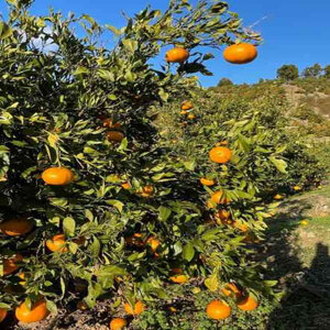 【2027年2月中旬頃から順次発送】プリプリ＆シャキシャキ食感！甘平 5㎏  柑橘 果物 フルーツ みかん 甘平 松山市 愛媛県 【TF002_x】