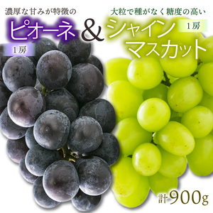 【先行予約】★8月下旬から発送★ 松山市産 シャインマスカット 1房 ピオーネ 1房のセット 計900g ぶどう 葡萄 フルーツ 果物 産地直送  期間限定 先行予約 くだもの ぶどう 葡萄 ブドウ 大粒 おすすめ 人気 旬 フルーツ【FA103】