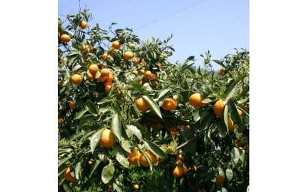 【2026年5月上旬から発送予定】完熟春みかん カラマンダリン 5kg M~2Lサイズ【FT036】