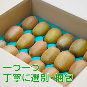 家庭用 キウイフルーツ ヘイワード 約1.5kg 愛媛県産 【1月上旬~2 月下旬頃発送予定】 【MCF017】