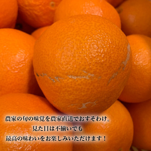 【2026年3月上旬から発送】 愛果48号 家庭用 約2.5kg | あいか48号 【RNK023】