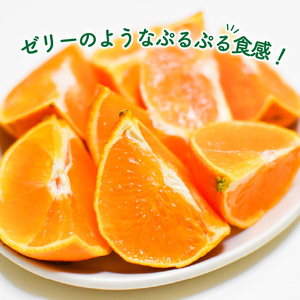 【12月上旬から発送】【秀品】 愛果28号 (紅まどんな と同品種) 約2.5kg | あいか28号 みかん 柑橘 【KNN001】