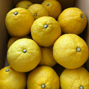 春を呼ぶ はるか 家庭用 4kg | みかん 柑橘 果物 ミカン【HMN011】