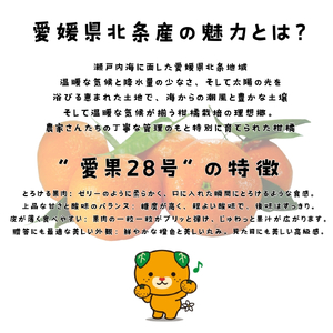 【紅まどんな と同品種】 愛果28号 お試し3個入りセット 【DCR016】