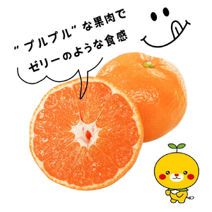 【紅まどんな と同品種】 愛果28号 お試し3個入りセット 【DCR016】