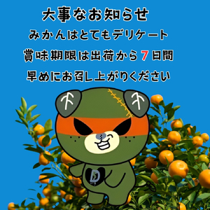 【紅まどんな と同品種】 愛果28号 お試し3個入りセット 【DCR016】