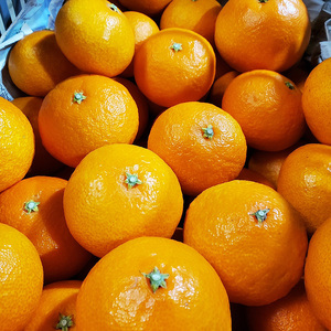 【紅まどんな と同品種】 愛果28号 約2.5kg 【2025年12月から順次発送 】 【DRM003】