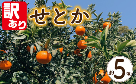 【訳あり】 せとか 約5kg 【3月上旬~3月下旬頃発送予定】 | せとか みかん 柑橘 セトカ 先行予約 ミカン かんきつ 果物 フルーツ おすすめ 蜜柑 送料無料 愛媛県 松山市【YSN002】