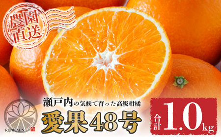 【先行予約】愛果48号 家庭用 お試し1kg(4～5玉)  【2026年3月上旬から発送】 | あいか 新品種 紅まどんな × 甘平 紅プリンセス と同品種 みかん ワケアリ 訳あり B品 柑橘 果物 おすすめ 高級 人気 お取り寄せ グルメ ギフト 期間 ご当地 愛媛県 松山市 蓮果園 【RNK025】