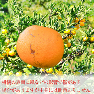 【訳あり】温州みかん 3kg 【あまや】 蜜柑 みかん 愛媛 松山 【NS020】