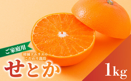 【せとか】せとか 家庭用 お試し 1kg 【順次発送中】 | 愛媛県松山市【RNK027】