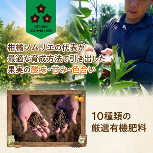 【せとか】せとか 家庭用 お試し 1kg 【順次発送中】 | 愛媛県松山市【RNK027】