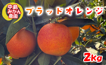 【2026年2月中旬頃から発送】 ブラッドオレンジ  2kg 家庭用 | ブラッドオレンジ 国産 柑橘 愛媛 訳あり 家庭用 フルーツ 甘酸っぱい 赤い果肉 タロッコ モロ ジュース 愛媛 松山 中島みかん農園【NM033】