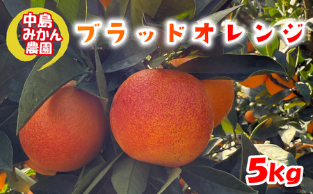 【2026年2月中旬頃から発送】 ブラッドオレンジ  5kg 家庭用 | ブラッドオレンジ 国産 柑橘 愛媛 訳あり 家庭用 フルーツ 甘酸っぱい 赤い果肉 タロッコ モロ ジュース 愛媛 松山 中島みかん農園【NM034】