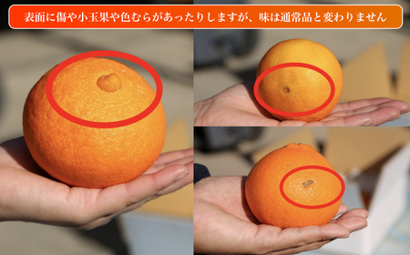 愛果28号 (紅まどんな と同品種) 訳あり 家庭用 2.5kg (約6～15個) 光センサー選別 【2026年11月下旬頃から順次発送】 【MCF0054】