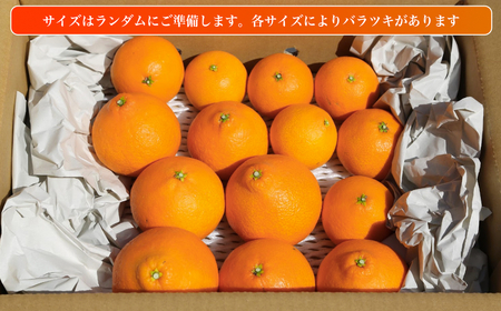 愛果28号 (紅まどんな と同品種) 訳あり 家庭用 2.5kg (約6～15個) 光センサー選別 【2026年11月下旬頃から順次発送】 【MCF0054】