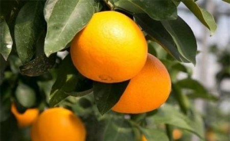 【紅まどんな】紅まどんな約3kg青秀以上 L-3L 【AB0062】